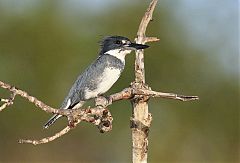 Belted Kingfisher